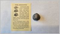 Brachiopod.jpg