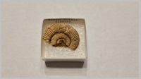 Dactylioceras.jpg