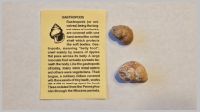 Gastropod.jpg