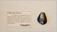 Orthoceras.jpg